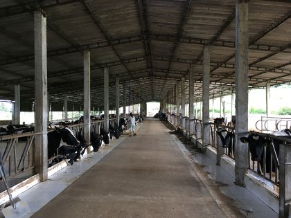 dairyglobal