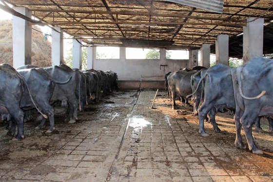 Dairy Farm