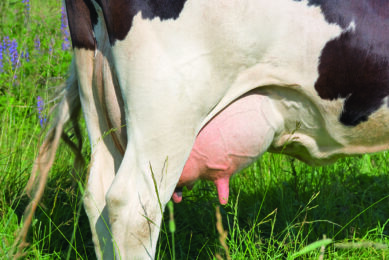 Disappointed New Zealand dairy farmers ask why