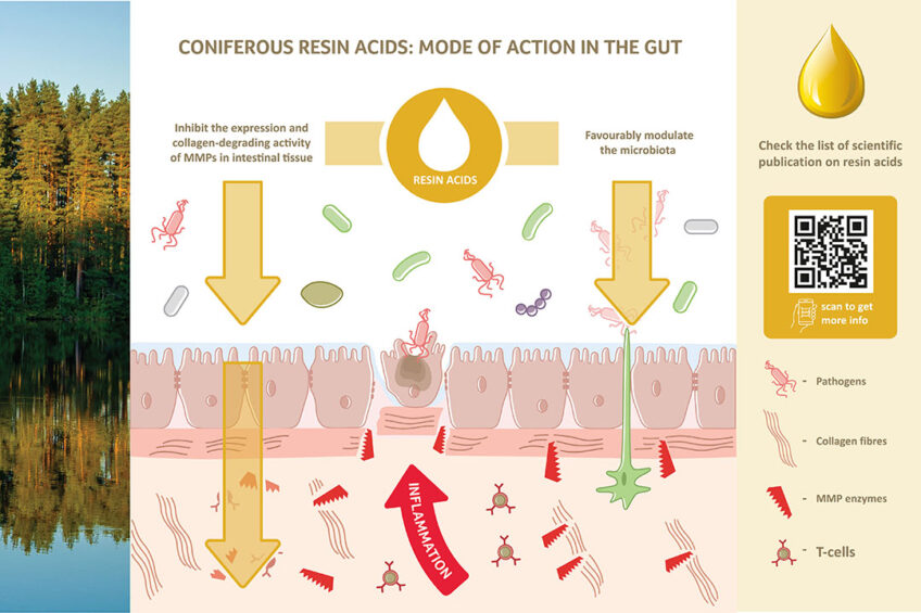 Dual function of resin acids in the intestinal tract: They protect the epithelial barrier and support the growth of beneficial microbiota. Photo: Hankkija Oy