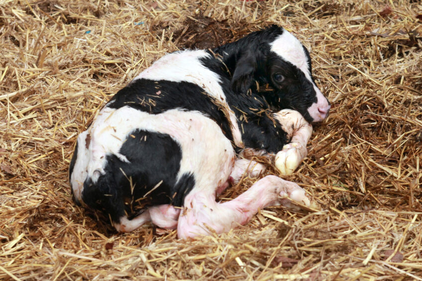 The ability for a calf to absorb the much needed antibodies from the colostrum decreases after the first 24 hours from birth as the gut barrier loses its permeability. <em>Photo: Ton Kastermans</em>