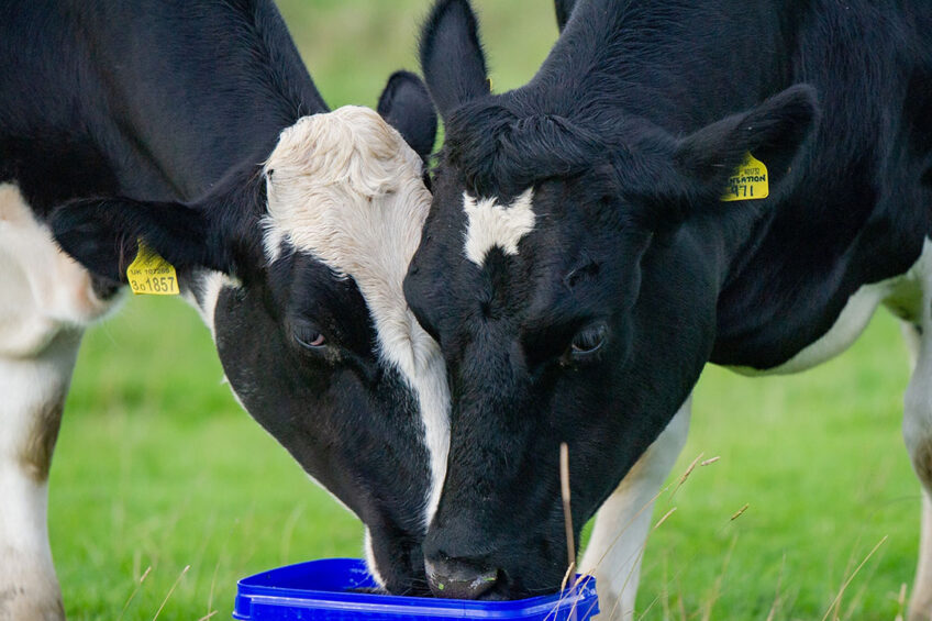 Protecting the dairy herd s future fertility