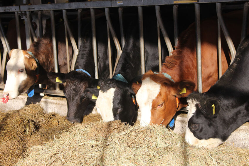 Compared to the control group, 3-NOP applied at 60 mg/kg feed dry matter decreased daily methane emission, emission yield, and emission intensity. Photo: Zana van Dijk