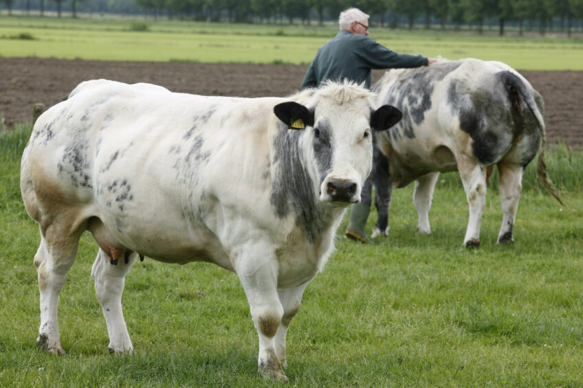 Holsteins or Belgium Blue: Which one emits more methane? Photo: Hans Prinsen