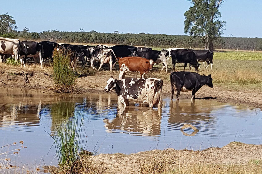 The herd average yield has been reduced to save on feed costs. Photo: Chris McCullough