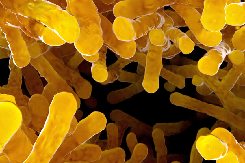 Bacillus subtilis for an improved microbiota. Photo: Juan Gaertner
