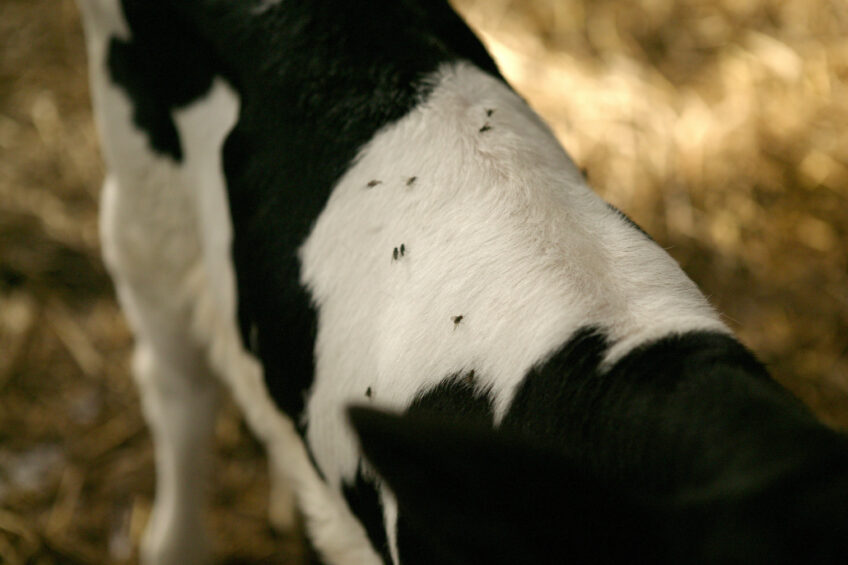 Flies can have a serious economic impact on dairy operations by interfering with cow health and profitability. Photo: Jan Willem Schouten