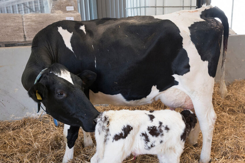 Immediately after calving, energy demands increase at a faster rate than energy intake. Photo: Shutterstock
