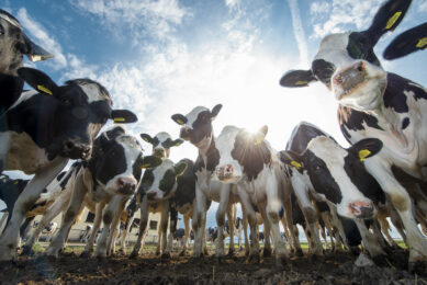 Cost effective rationing fuels feed efficiency. Photo: Cargill