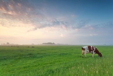 DSM has developed a feed additive, called Bovaer, which effectively and consistently reduces methane emissions from cows by over 30%. Photo: Shutterstock