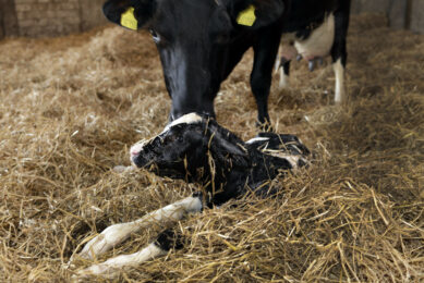 Monitoring of transition cows: New guides and tools. Photo: Henk Riswick