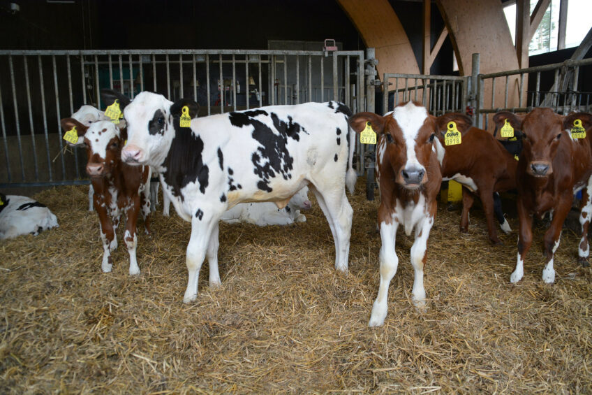 All heifer calves are retained to join the main herd at Kyla Sipila farm.