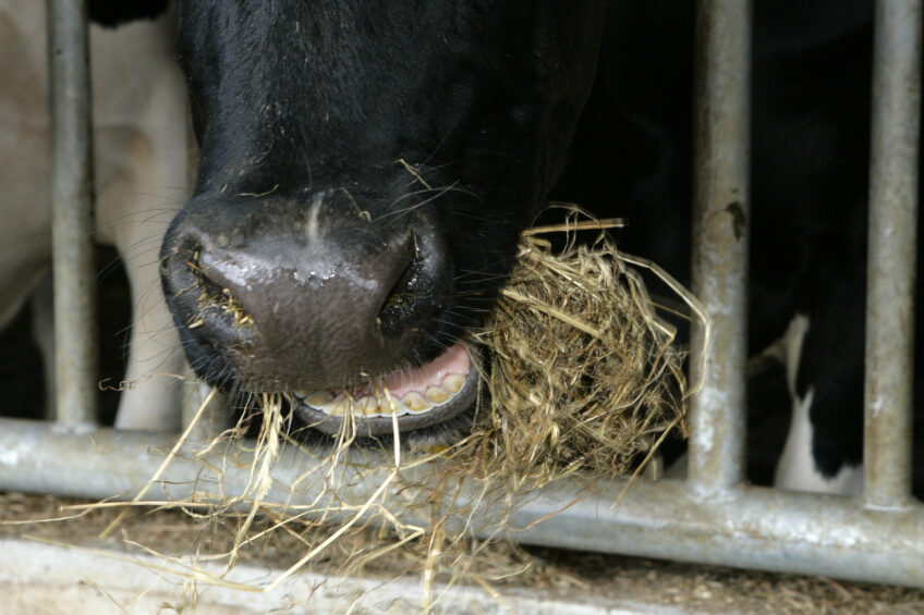 Munch, munch: Cow chewing unravelled. Photo: Henk Riswick
