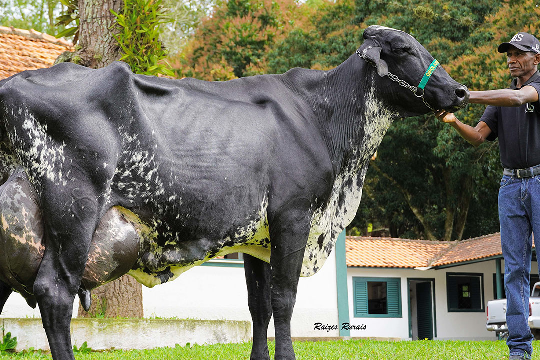 Brazil: Cow breaks world record for milk production - Dairy Global