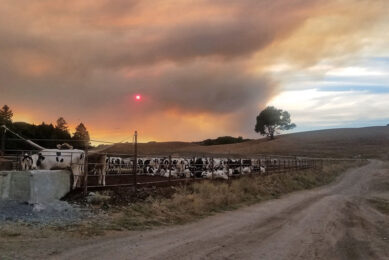 The dairy farm in the evacuation zone is owned by John Bucher, and home to 700 dairy and 700 beef cattle. Photo: John Bucher