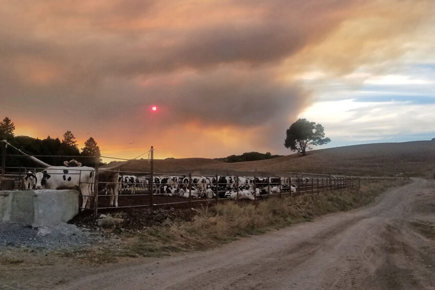 The dairy farm in the evacuation zone is owned by John Bucher, and home to 700 dairy and 700 beef cattle. Photo: John Bucher