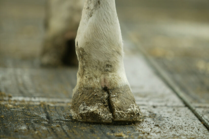 Producers strongly agree that lameness is a painful condition and they are willing to implement proven control measures.