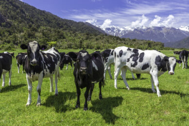 dairy cow and dairy herd numbers
