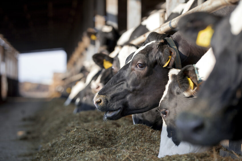 Unlock the fibre potential of dairy rations. Photo: Cargill Europe