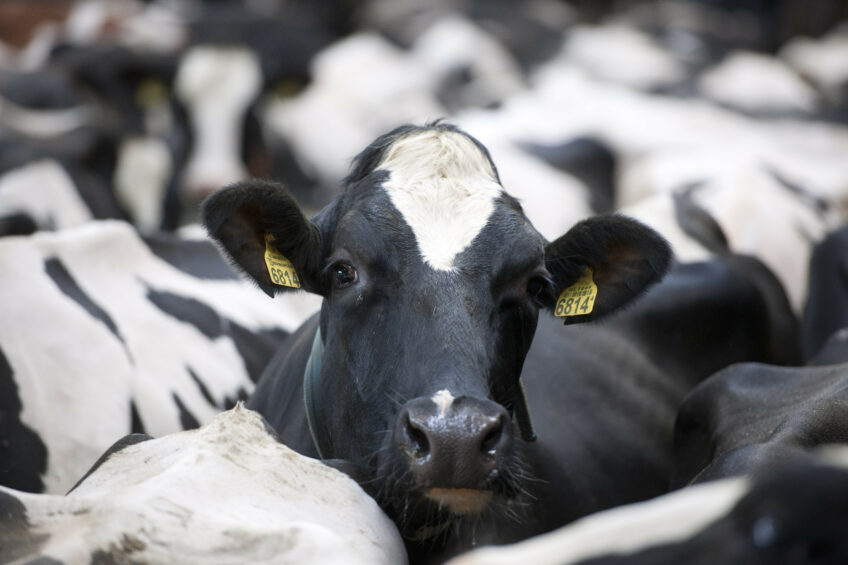 EU project to breed robust cows. Photo: Mark Pasveer