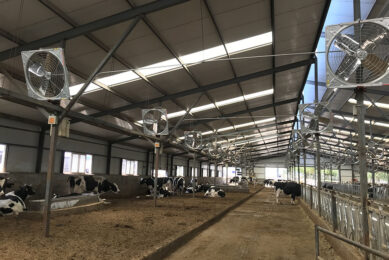 A dry cow area at a Chinese dairy farm. Photo: CDMTCC
