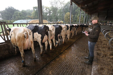 Bremer can now deliver large groups of approximately 30 heifers that have been milked for 3 to 6 weeks. Due to the structured rearing, they are very uniform and highly productive. Bremer now makes ¬ 150 to ¬ 200 each more than before. Photo: Henk Riswick