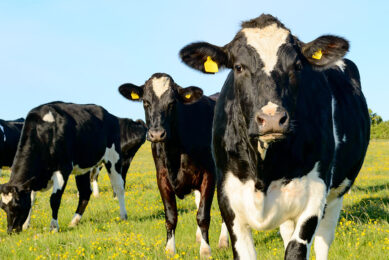 Ambient temperature and humidity above a comfort threshold result in heat stress in cattle with signs including discomfort, increased respiration rate, dehydration, changes in cardiac function and even death. Photo: Shutterstock