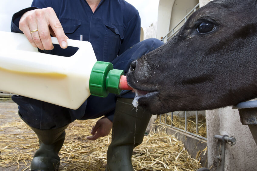 A calf must receive an adequate amount of high quality colostrums soon after calving. <em>Photo: Ruud Ploeg</em>