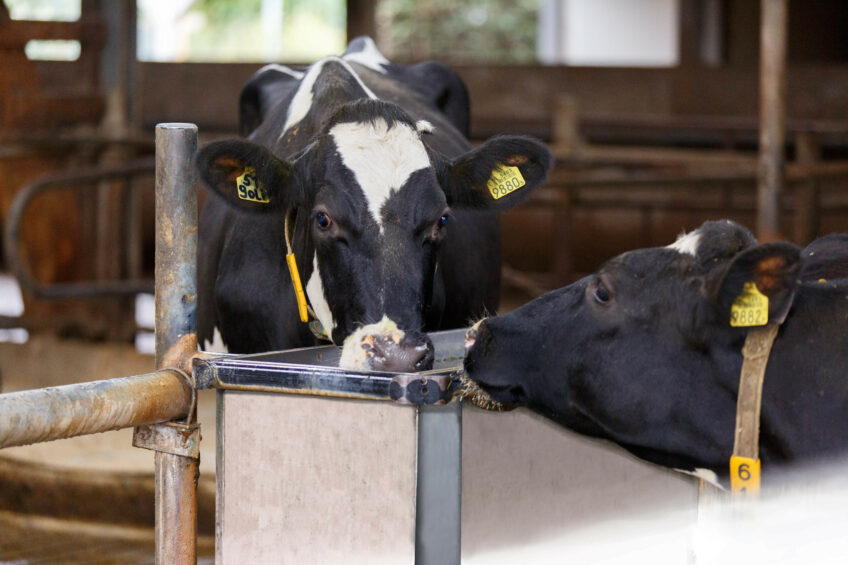 Cows will consume less water if the quality is insufficient. Photo: Danielle Fassbender