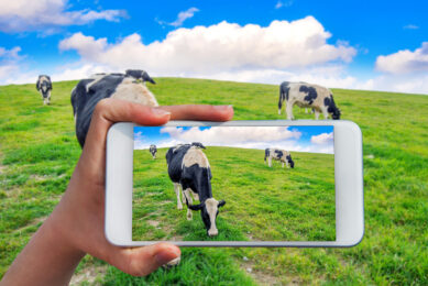 Connecting cows to the internet