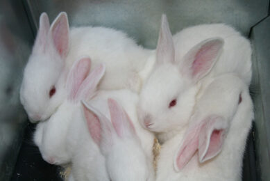 The rabbit industry has already made significant gains in antibiotic reduction, which the other livestock sectors can now learn from. Photo: Mixscience