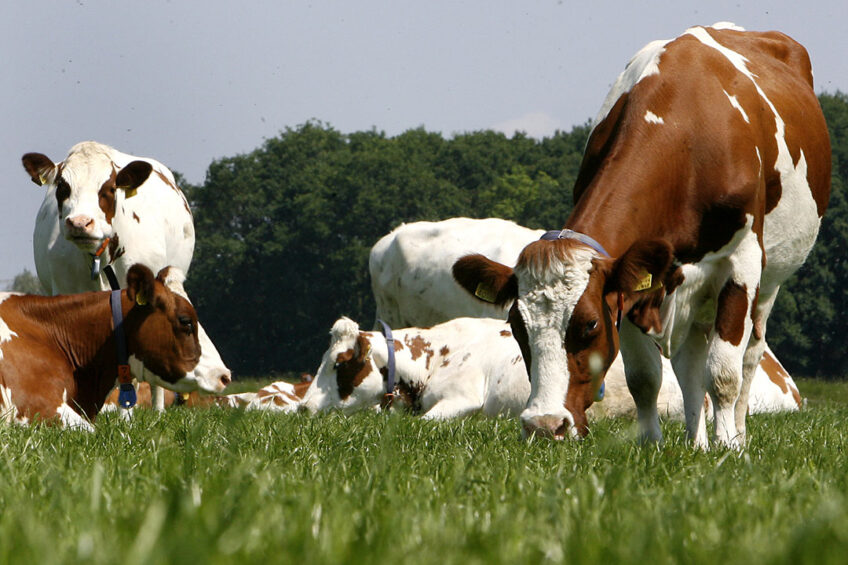 Nearly 60% of dairy greenhouse gas emissions come from enteric methane, which is produced in the cow s rumen during digestion. Enteric methane emissions from dairy production contribute an estimated 1.7% of total global greenhouse gas emissions. Photo: Ronald Hissink