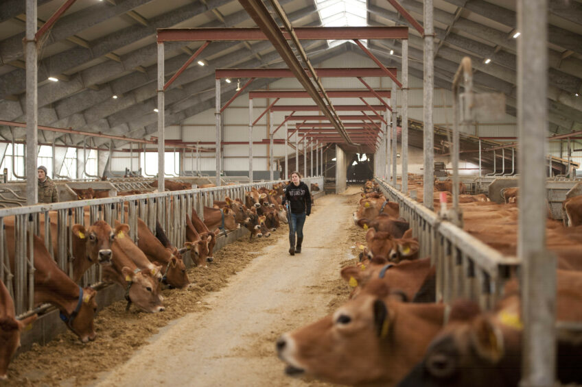 The new barn is one size bigger than initially planned. Photo: Mark Pasveer