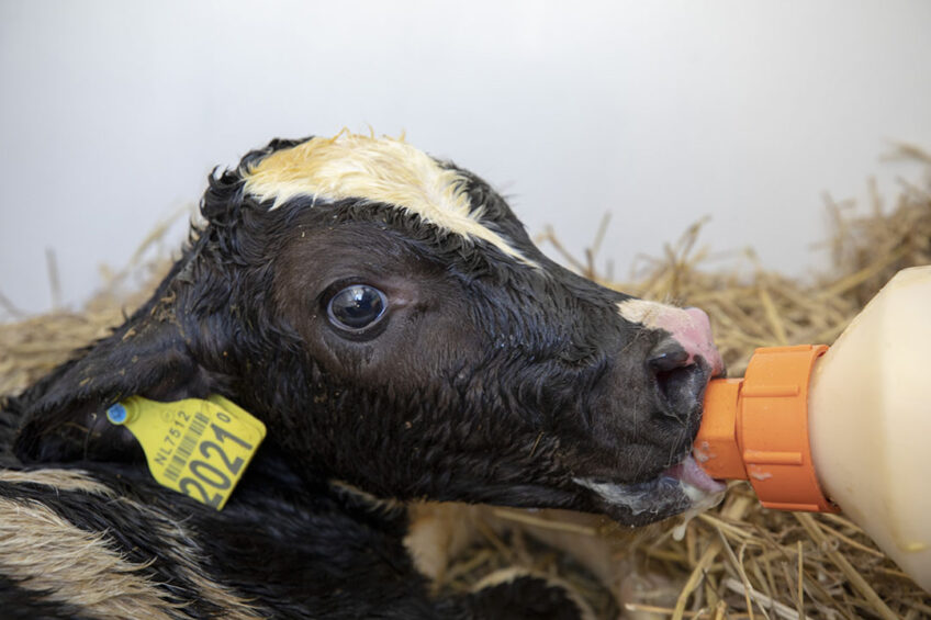 The first-lactation heifers produce lower yields of colostrum and lower Ig concentration - calves born to these heifers are more susceptible to BCoV. Photo: Anne van der Woude