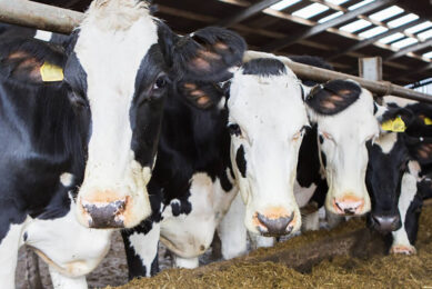 To combat heat stress in cows, dry matter intake is reduced in periods of heat stress, so to maintain the cow s nutrient intake, the nutrient density of the diet needs to be increased. Photo: KW alternaive feeds