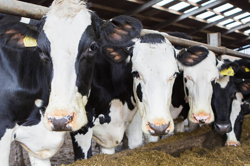 To combat heat stress in cows, dry matter intake is reduced in periods of heat stress, so to maintain the cow s nutrient intake, the nutrient density of the diet needs to be increased. Photo: KW alternaive feeds