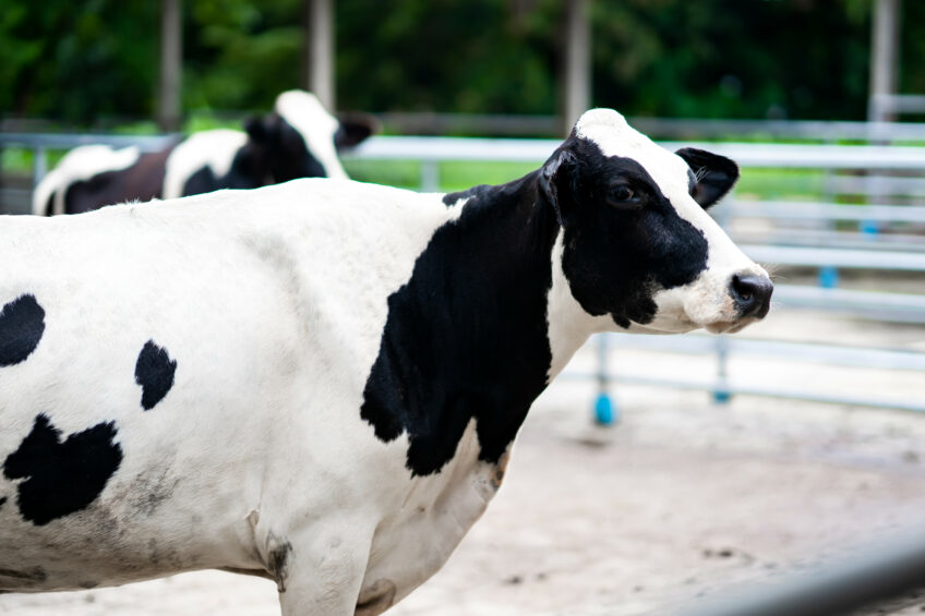 Rumen health: Key for high productive cows. Photo: Shutterstock