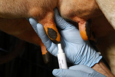 Hygiene is key in preventing mastitis. If you use a drying injector or teat sealer when drying off cows the utmost hygiene must be used. Photo: Henk Riswick