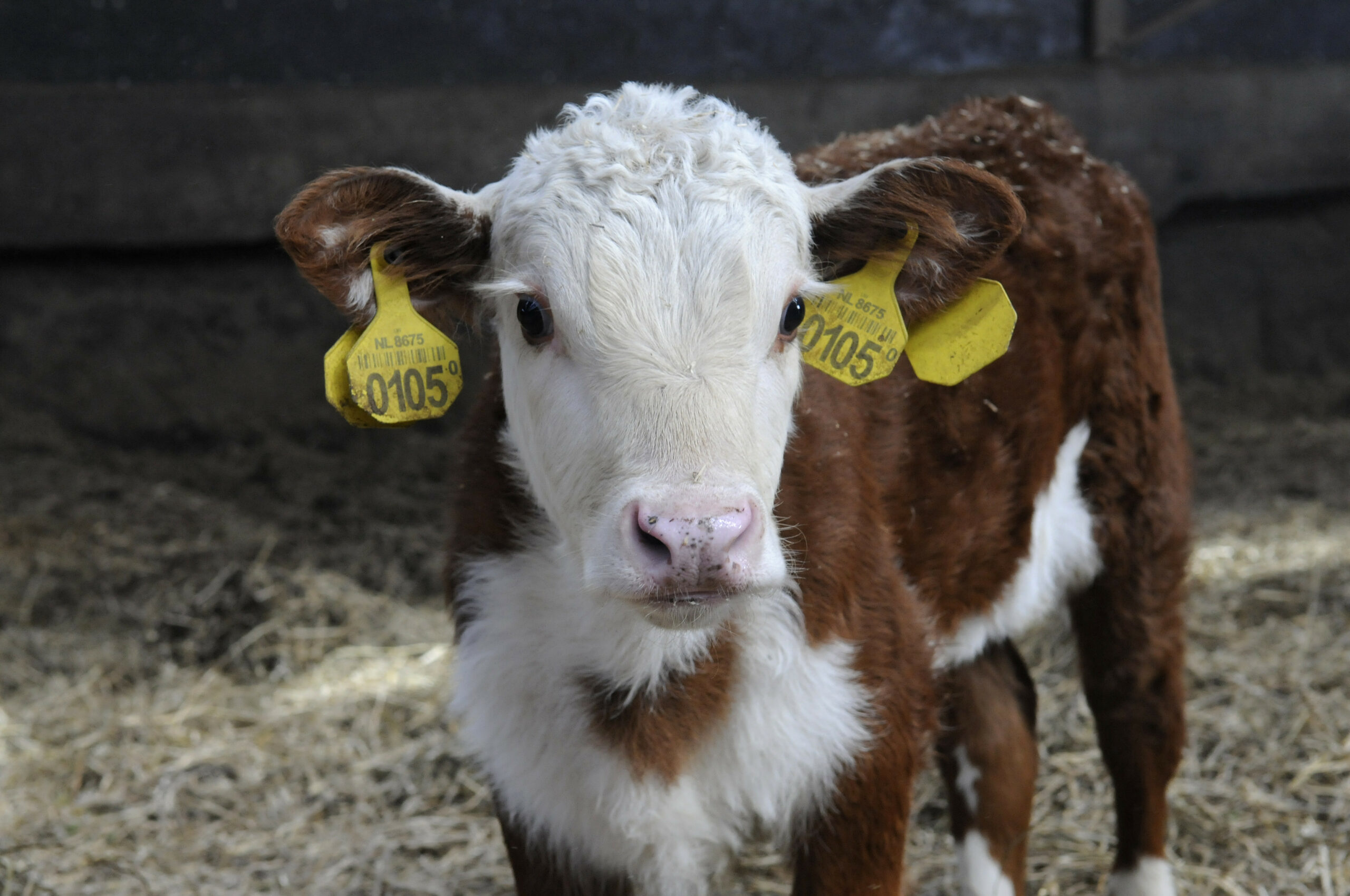 Calf personality: The effects on performance - Dairy Global