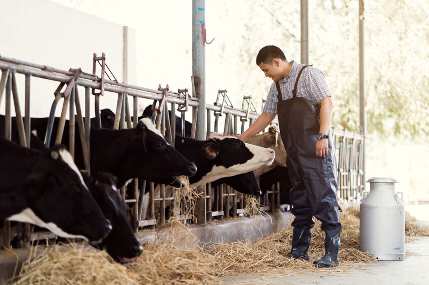 The start of each new lactation challenges a dairy cow s ability to maintain the normal blood calcium level. Photo: Torwaistudio