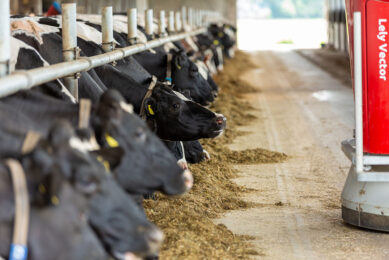 Lely's Vector automatic feeding system. Photo: Ernie Buts/ Lely