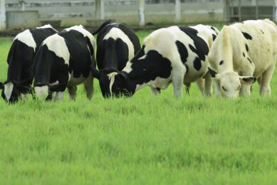 Moldova expects a slump in dairy cattle population