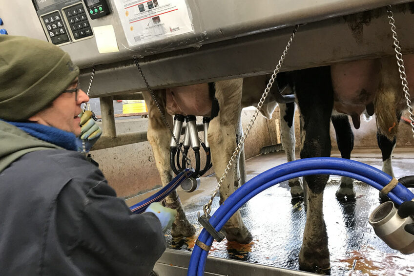If cows are prepared properly before milking (called pre-milking stimulation or PS), there are many benefits. Among them are rapid milk let-down. Photo: Dr Matthias Wieland