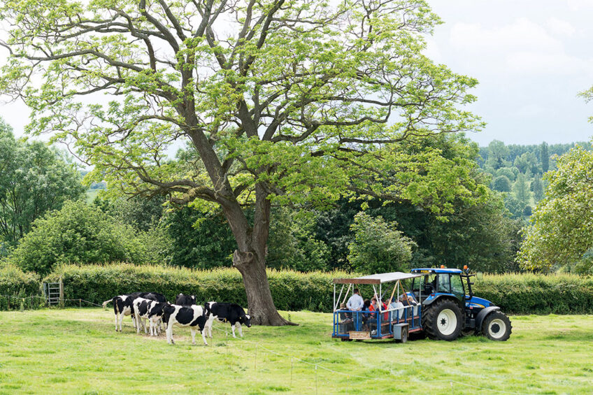 Farm tours at the dairy farm. Photo: The Bath Soft Cheese Company