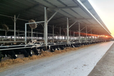 A Total Mixed Ration is fed to the cows 3 times per day. Photo: Chris McCullough
