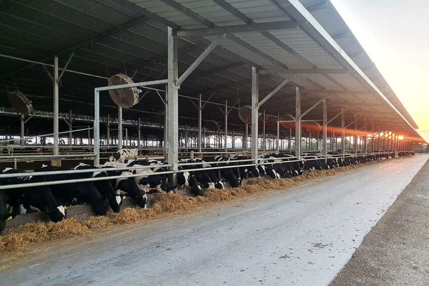 A Total Mixed Ration is fed to the cows 3 times per day. Photo: Chris McCullough