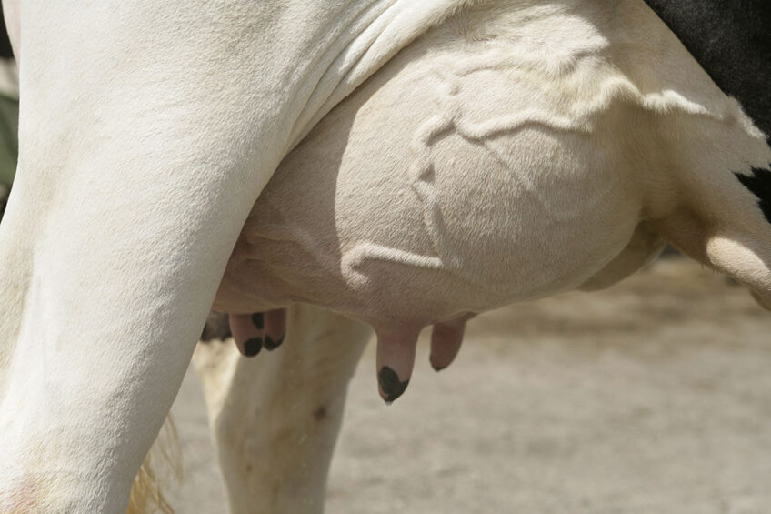 Promoting udder and teat integrity goes a long way toward reducing the risk of infection. Photo: Koos Groenewold