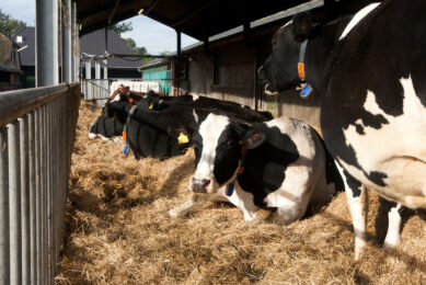 2 more lactations with healthy dry cows. Photo: Ronald Hissink