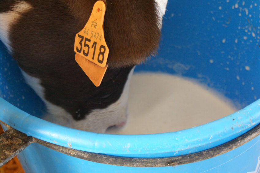 Adding RFCs to the calf's milk or milk replacer from birth, and  throughout the animal's life cycle, can help improve immune function by  providing a defense mechanism for pathogenic bacteria the animal is  exposed to during its life. Photo: Emmy Koeleman