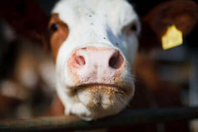 Noise may be generated by several means such as the electric generators, pumps, and/or other machines used on the farm. Noise stress can impact both male and female cows. Photo: Misset